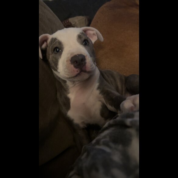 Staffordshire Bull Terrier - Both