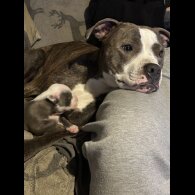 Staffordshire Bull Terrier - Both