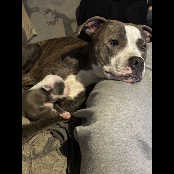 Staffordshire Bull Terrier - Both