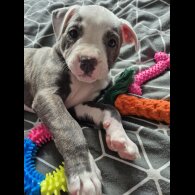 Staffordshire Bull Terrier - Both