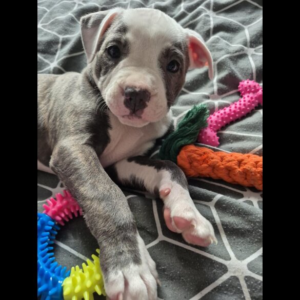Staffordshire Bull Terrier - Both