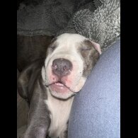 Staffordshire Bull Terrier - Both