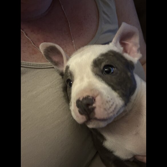 Staffordshire Bull Terrier - Both