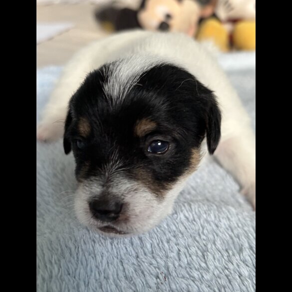 Jack Russell - Both