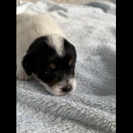 Jack Russell - Both
