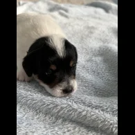 Jack Russell - Both