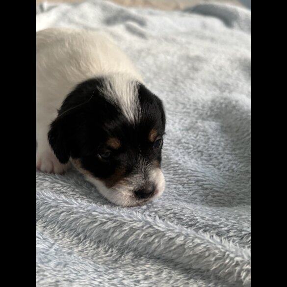 Jack Russell - Both