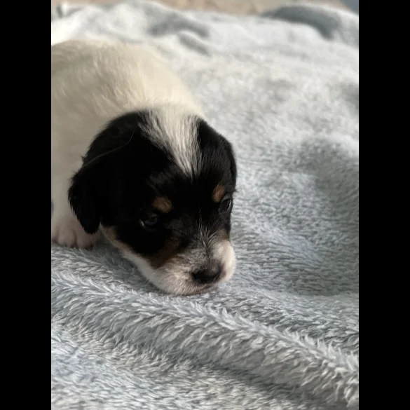 Jack Russell - Both