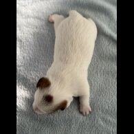 Jack Russell - Both
