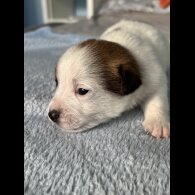 Jack Russell - Both