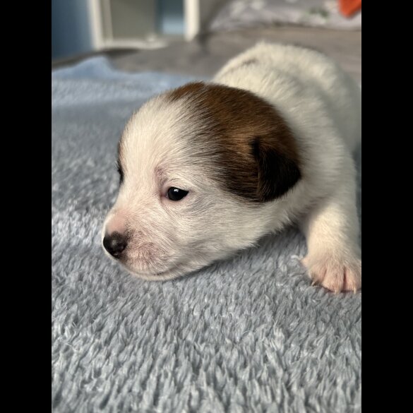 Jack Russell - Both