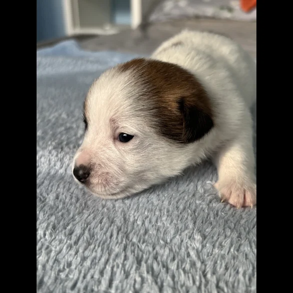 Jack Russell - Both