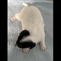 Jack Russell - Both