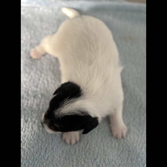 Jack Russell - Both