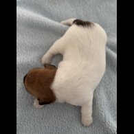 Jack Russell - Both