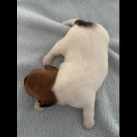 Jack Russell - Both