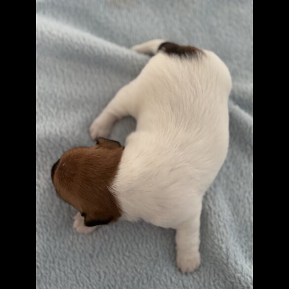 Jack Russell - Both