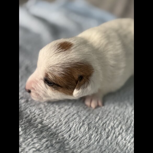 Jack Russell - Both