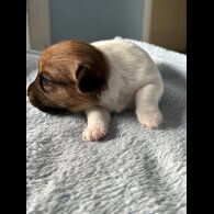 Jack Russell - Both