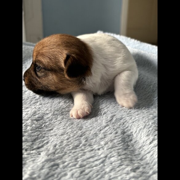 Jack Russell - Both