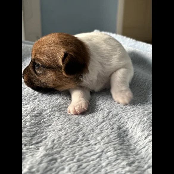 Jack Russell - Both