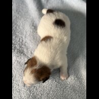 Jack Russell - Both