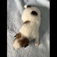 Jack Russell - Both