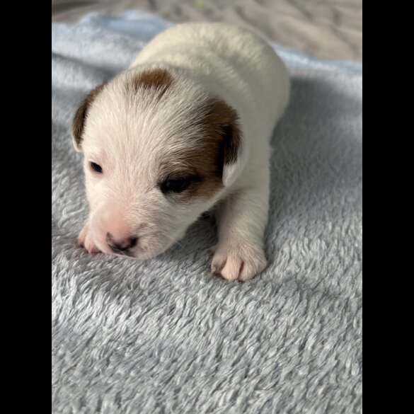 Jack Russell - Both