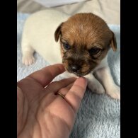 Jack Russell - Both
