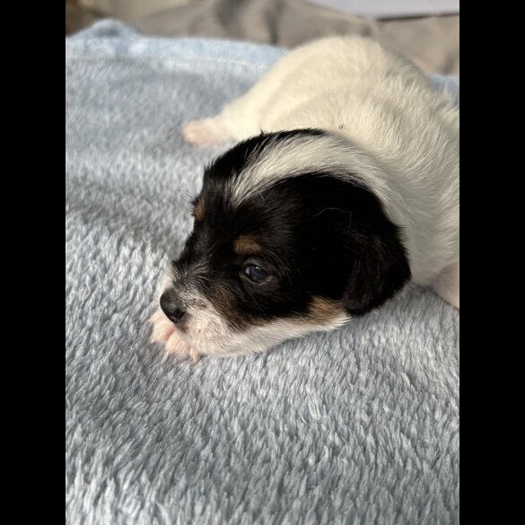 Jack Russell - Both