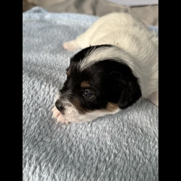 Jack Russell - Both
