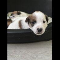 Jack Russell - Both