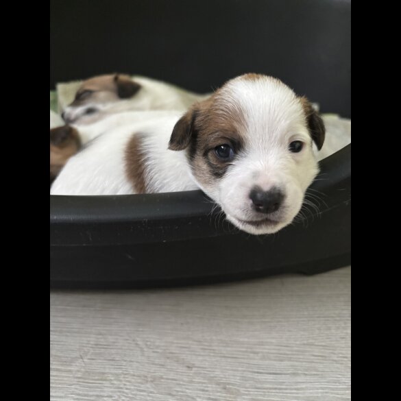 Jack Russell - Both