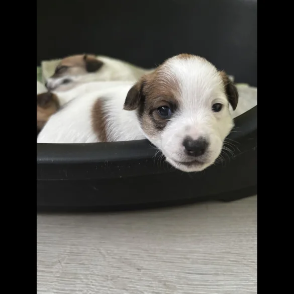 Jack Russell - Both
