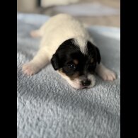 Jack Russell - Both