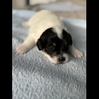 Jack Russell - Both