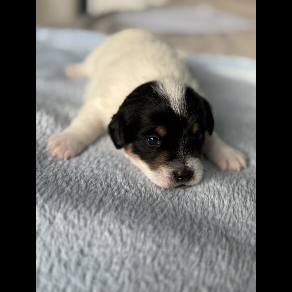 Jack Russell - Both