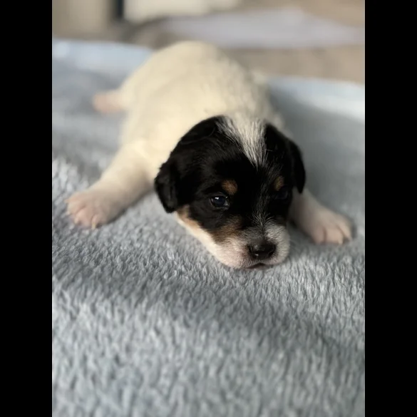 Jack Russell - Both