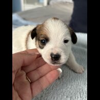 Jack Russell - Both