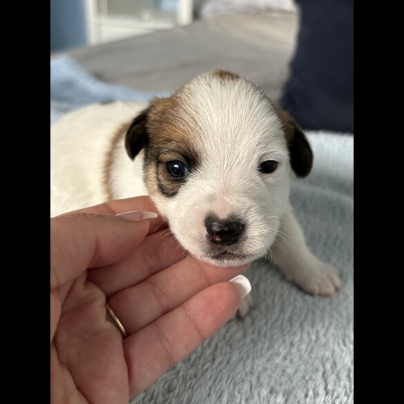 Jack Russell - Both