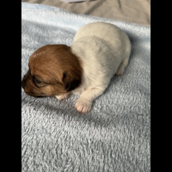 Jack Russell - Both
