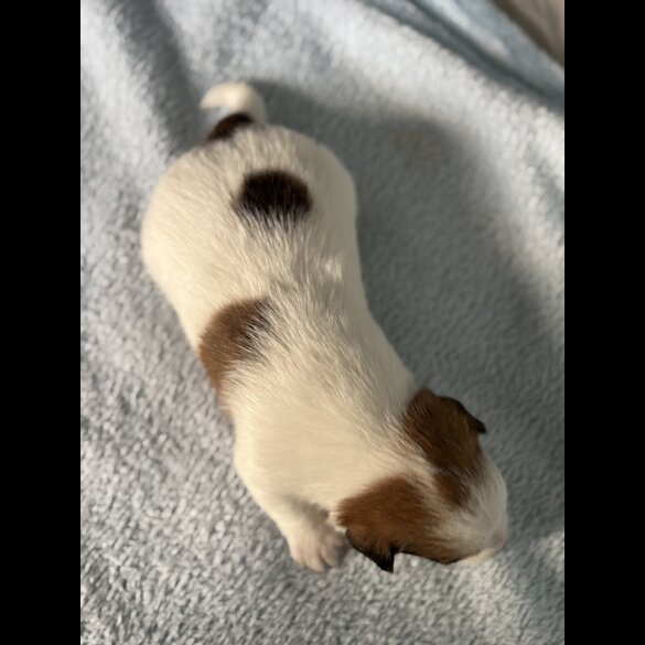 Jack Russell - Both