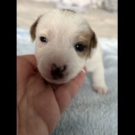 Jack Russell - Both