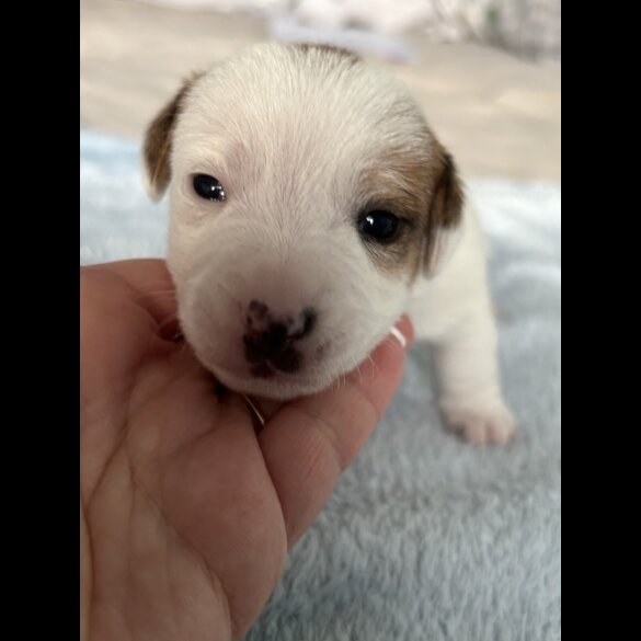 Jack Russell - Both