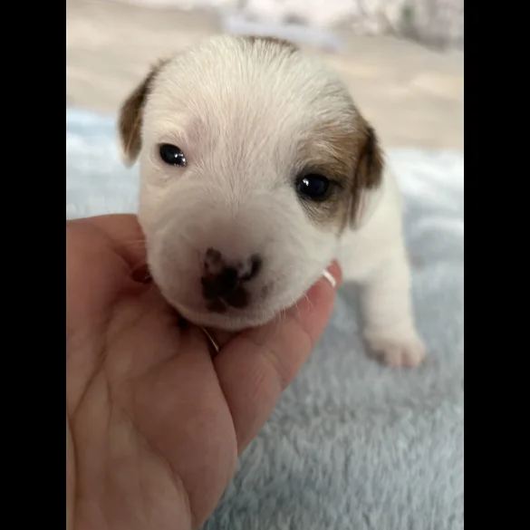 Jack Russell - Both