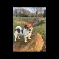 Jack Russell - Both
