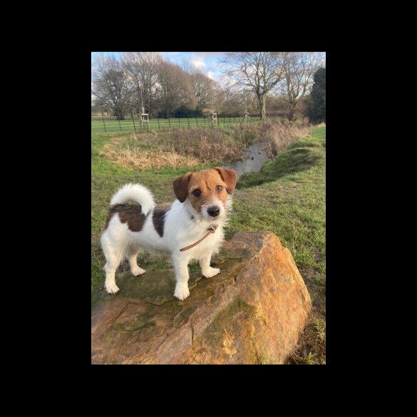 Jack Russell - Both