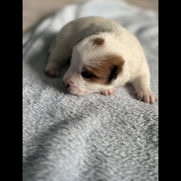 Jack Russell - Both