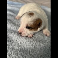 Jack Russell - Both