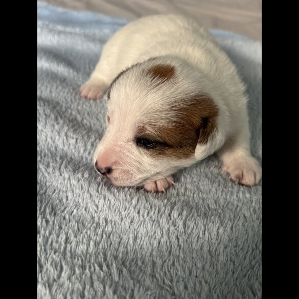 Jack Russell - Both